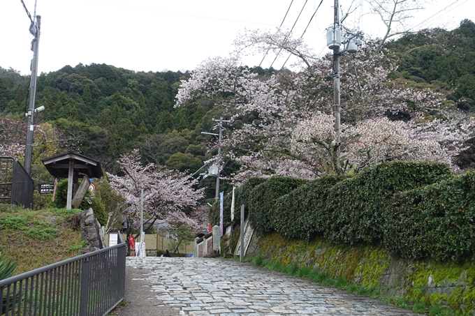 京都_桜_2020_12　哲学の道　No2