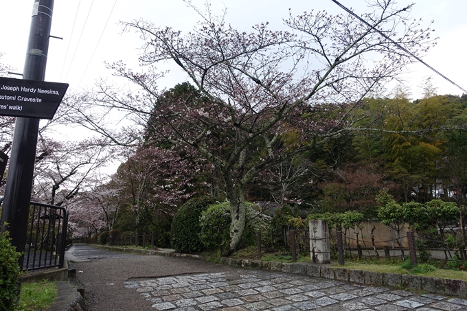 京都_桜_2020_12　哲学の道　No3