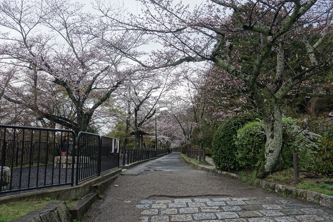 京都_桜_2020_12　哲学の道　No4