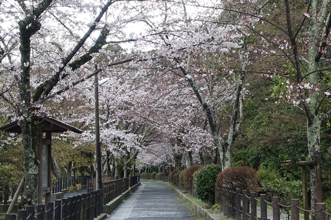 京都_桜_2020_12　哲学の道　No5