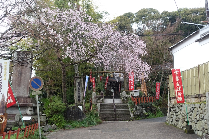 京都_桜_2020_11　桜花苑　No2