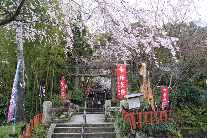 京都_桜_2020_11　桜花苑　No3