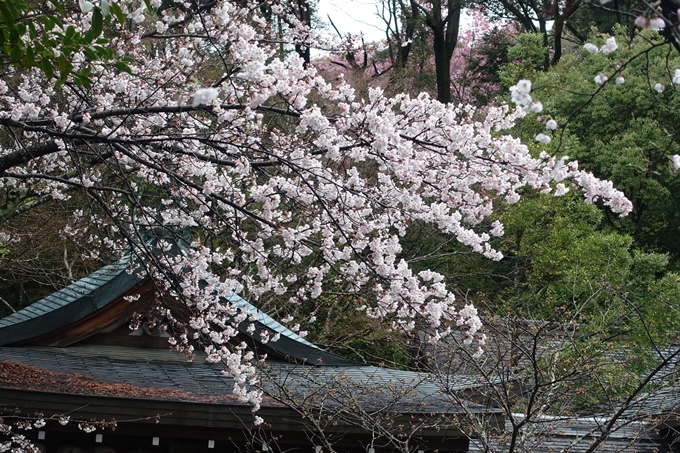 京都_桜_2020_11　桜花苑　No4