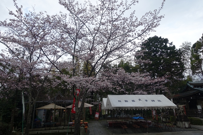 京都_桜_2020_11　桜花苑　No5