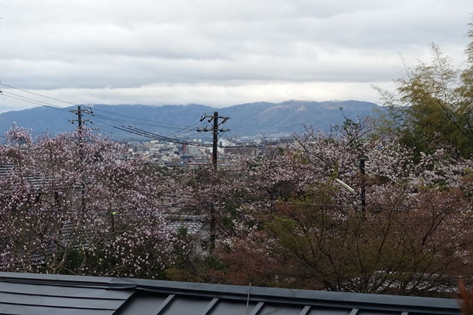 京都_桜_2020_11　桜花苑　No7