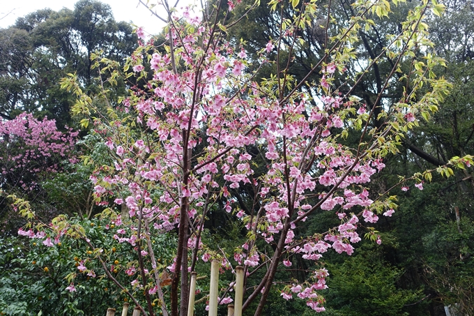 京都_桜_2020_11　桜花苑　No10