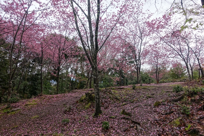 京都_桜_2020_11　桜花苑　No11