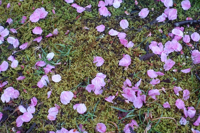 京都_桜_2020_11　桜花苑　No13