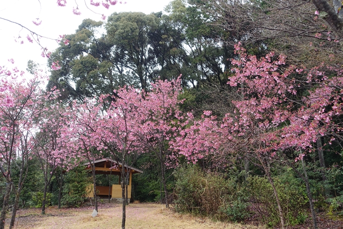 京都_桜_2020_11　桜花苑　No14