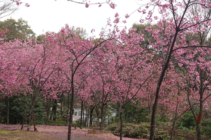 京都_桜_2020_11　桜花苑　No15