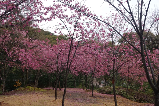 京都_桜_2020_11　桜花苑　No16