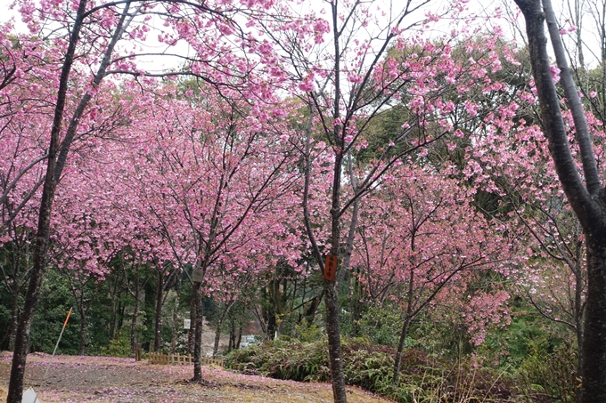 京都_桜_2020_11　桜花苑　No17