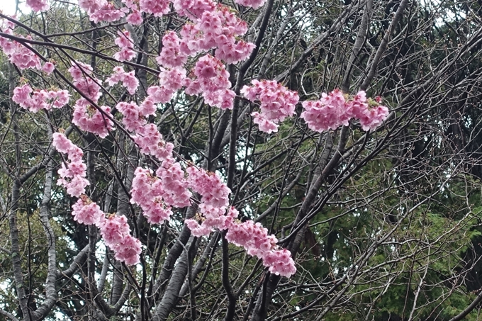 京都_桜_2020_11　桜花苑　No18