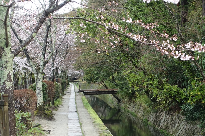 京都_桜_2020_12　哲学の道　No6