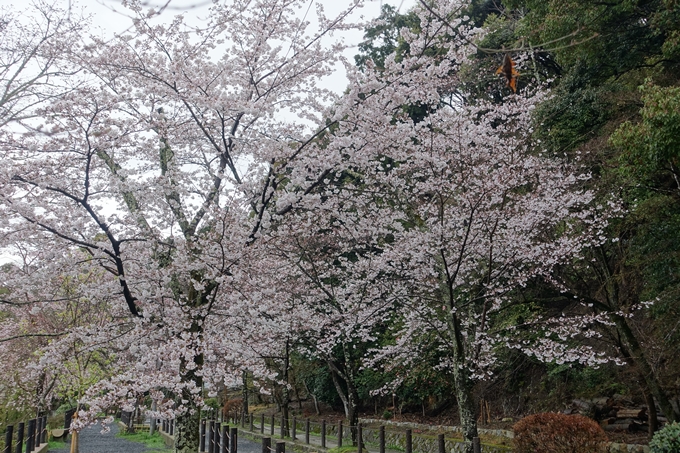 京都_桜_2020_12　哲学の道　No7