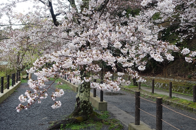 京都_桜_2020_12　哲学の道　No8