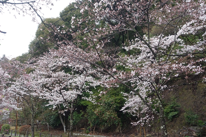 京都_桜_2020_12　哲学の道　No9