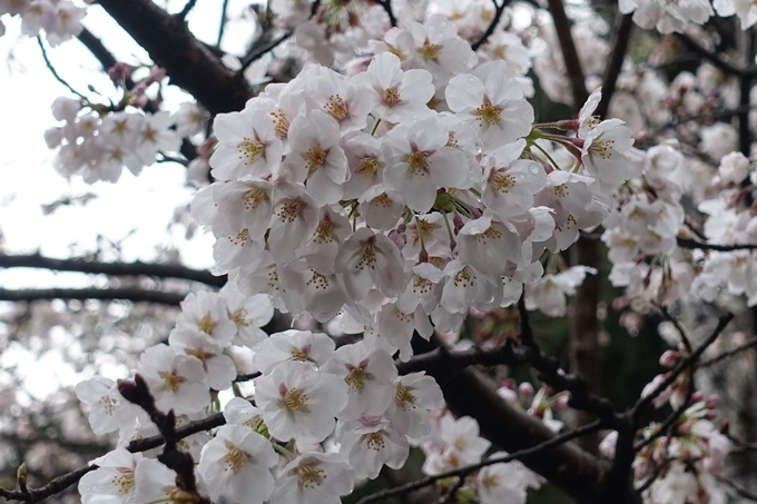 京都_桜_2020_12　哲学の道　No10