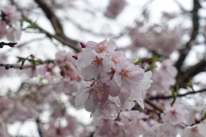 京都_桜_2020_12　哲学の道　No11