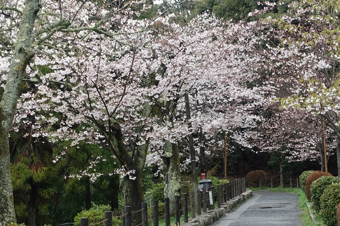 京都_桜_2020_12　哲学の道　No12