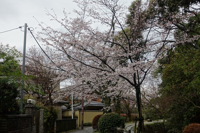 京都_桜_2020_12　哲学の道　No13