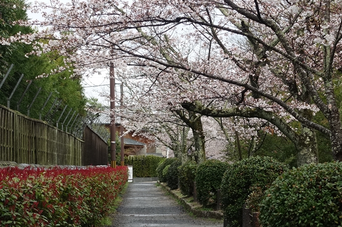 京都_桜_2020_12　哲学の道　No14