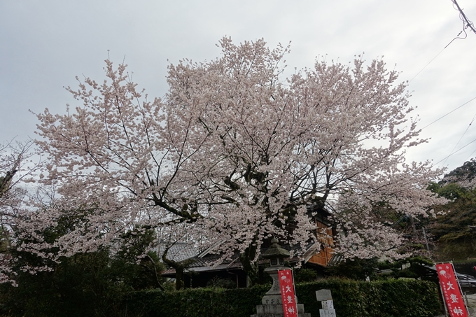 京都_桜_2020_12　哲学の道　No15