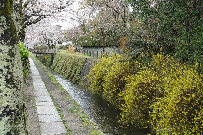 京都_桜_2020_12　哲学の道　No16