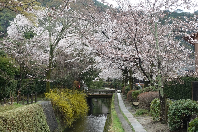 京都_桜_2020_12　哲学の道　No17