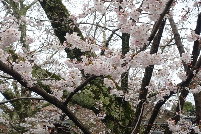 京都_桜_2020_12　哲学の道　No18