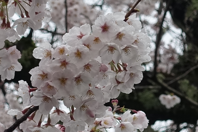 京都_桜_2020_12　哲学の道　No19