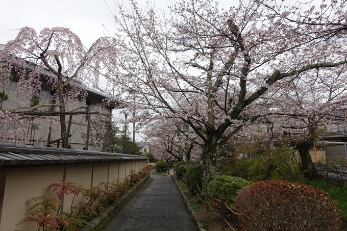 京都_桜_2020_12　哲学の道　No20