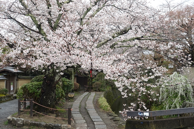 京都_桜_2020_12　哲学の道　No21