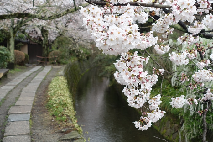 京都_桜_2020_12　哲学の道　No22