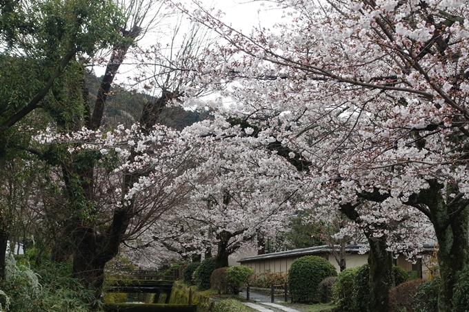 京都_桜_2020_12　哲学の道　No23