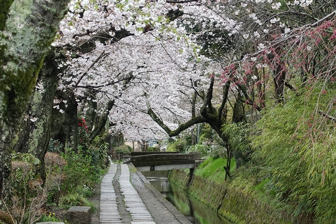 京都_桜_2020_12　哲学の道　No24