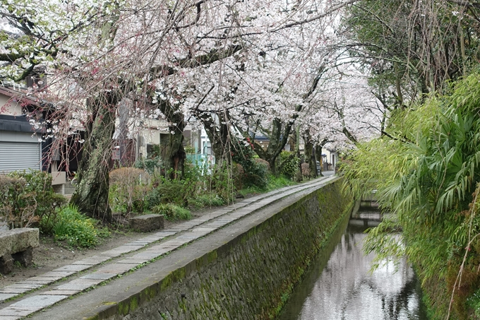 京都_桜_2020_12　哲学の道　No25