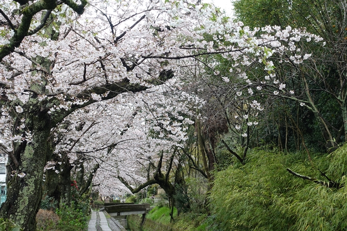 京都_桜_2020_12　哲学の道　No26