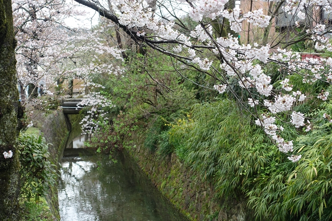 京都_桜_2020_12　哲学の道　No27