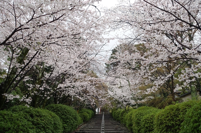 京都_桜_2020_21　宗忠神社　No5