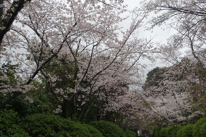 京都_桜_2020_21　宗忠神社　No6