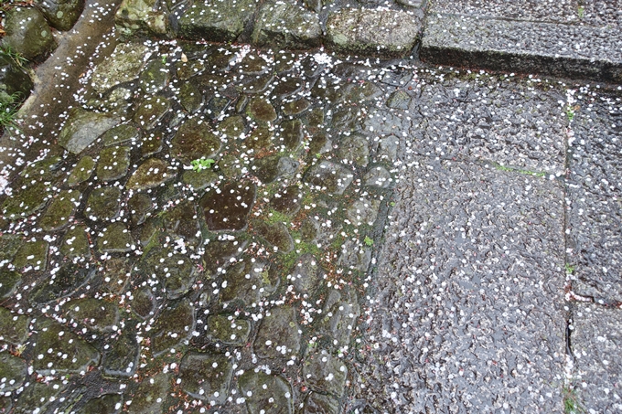 京都_桜_2020_21　宗忠神社　No7