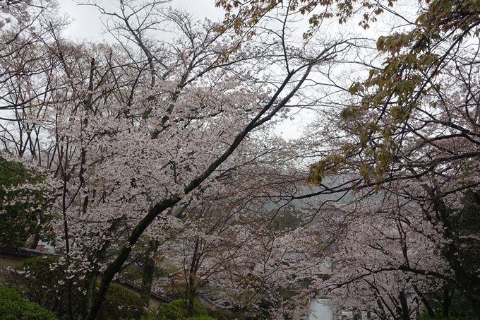 京都_桜_2020_21　宗忠神社　No8