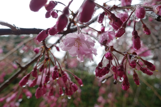 京都_桜_2020_21　宗忠神社　No10