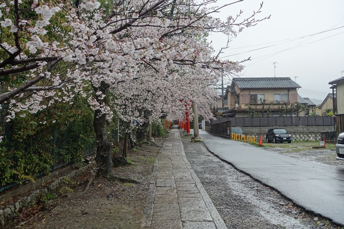 京都_桜_2020_21　宗忠神社　No12