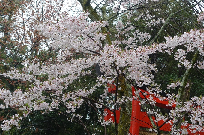 京都_桜_2020_21　宗忠神社　No14