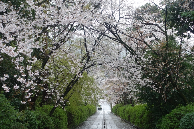 京都_桜_2020_21　宗忠神社　No16