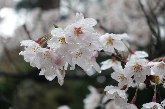 京都_桜_2020_21　宗忠神社　No18