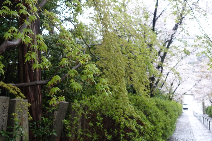 京都_桜_2020_21　宗忠神社　No19