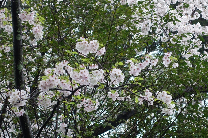 京都_桜_2020_21　宗忠神社　No20